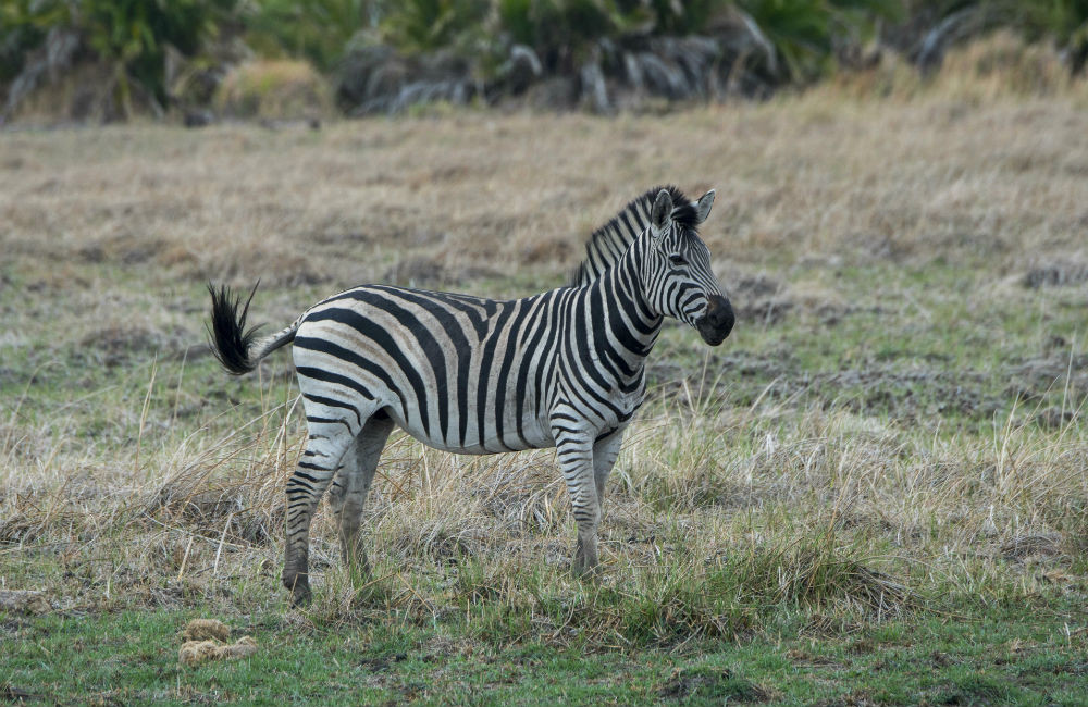 Zebra escapes from home and roams California city