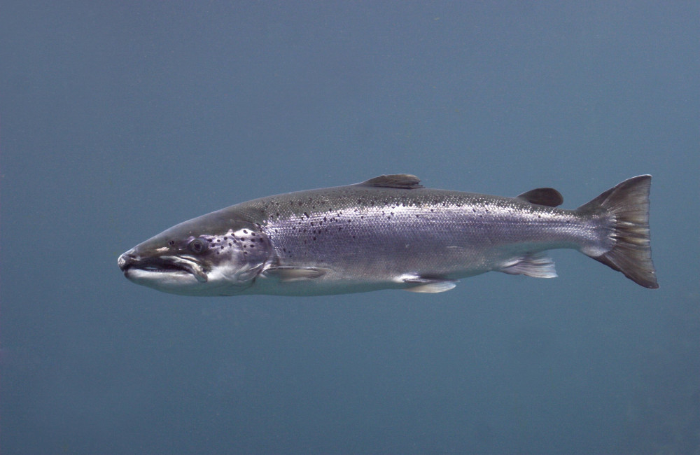Salmon on cocaine swim twice as far