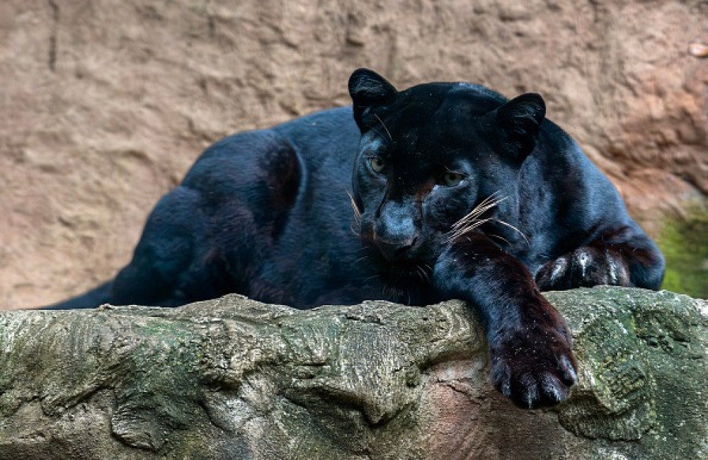 Scottish town 'stalked by wild panther'