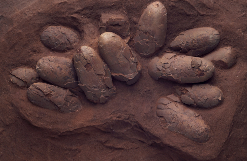 Batch of fossilised dinosaur eggs discovered in France
