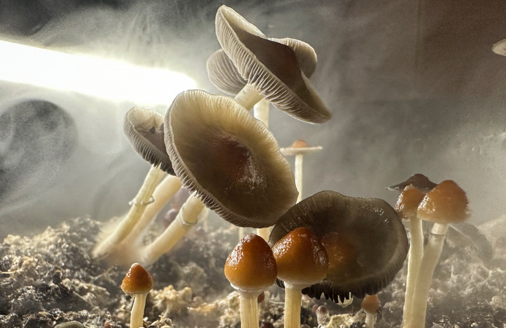 Magic Mushrooms may stop cocaine addiction