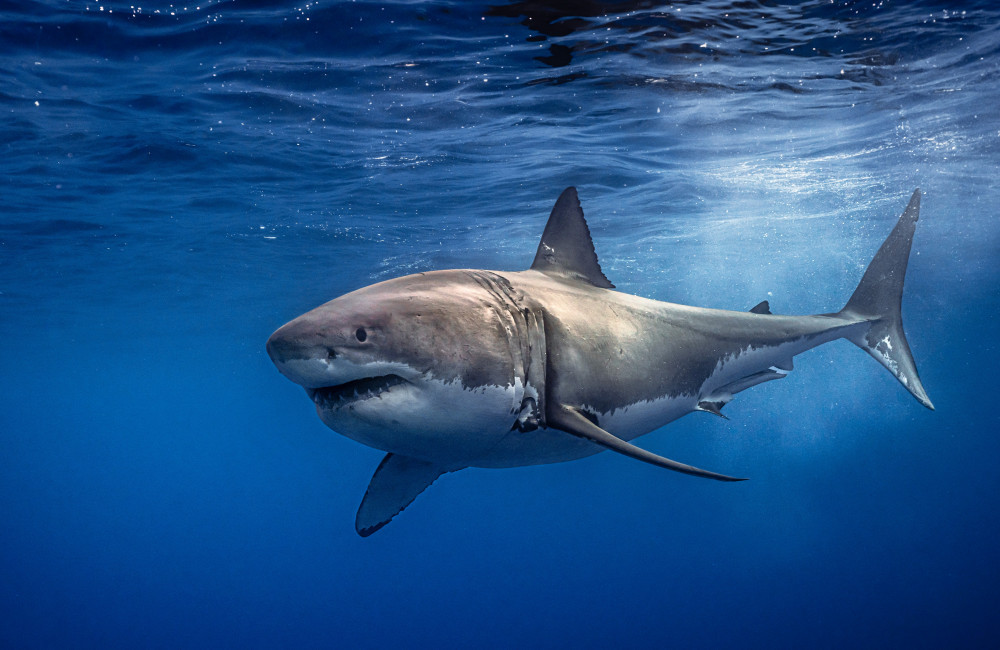 Dead sharks found on Welsh beaches
