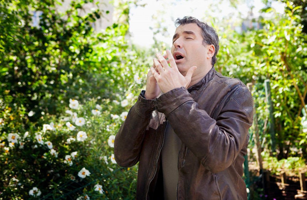 Hay fever raises car crash danger