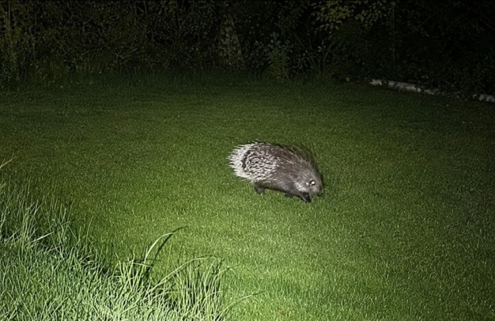 Exotic animal expert called to capture porcupine only to find it was his own pet