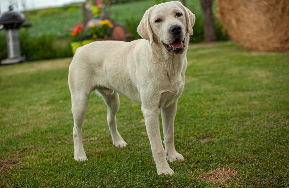 'Spare Human Syndrome' causing havoc among dog owners