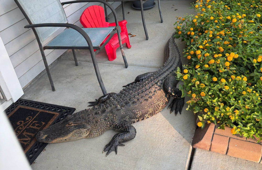 Police called to alligator 'posted up' on front porch