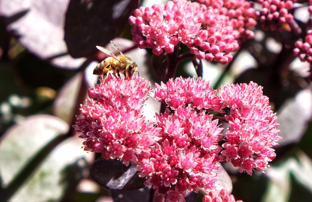 Millions of bees terrify tourists in Montana