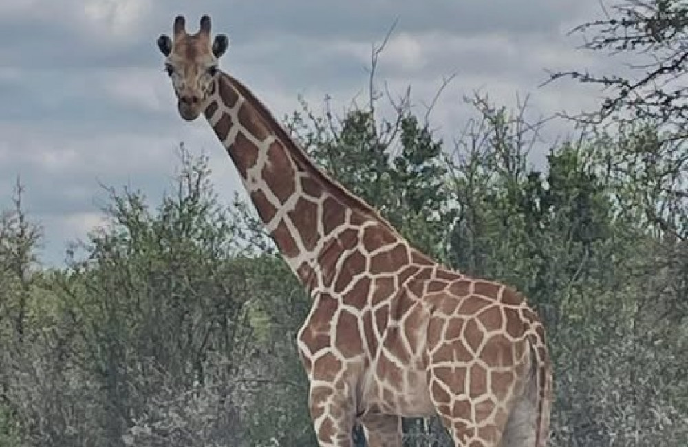Reward offered for missing giraffe on the loose
