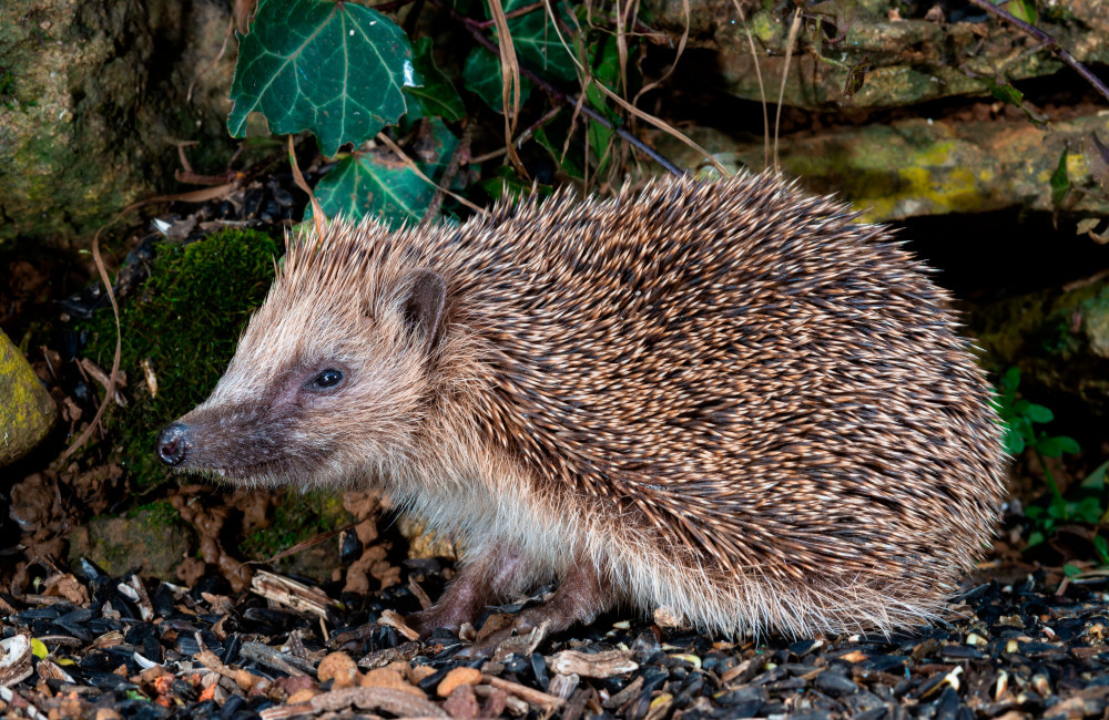 Police investigate after man gives children paper hedgehogs made from 'erotic novel'