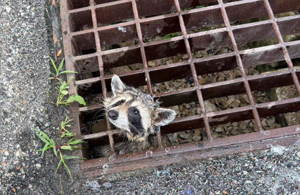 Firefighters use 'jaws of life' to rescue raccoon stuck in metal grate