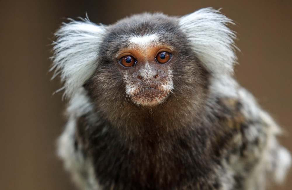 Abandoned monkey found on London bus