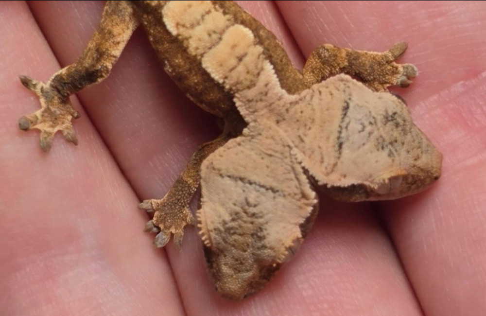 Two-headed gecko beats the odds after surviving first month