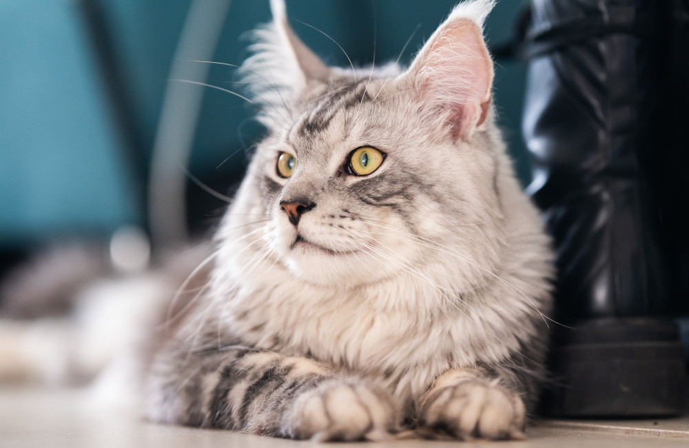 Cat breaks world record with 28 toes