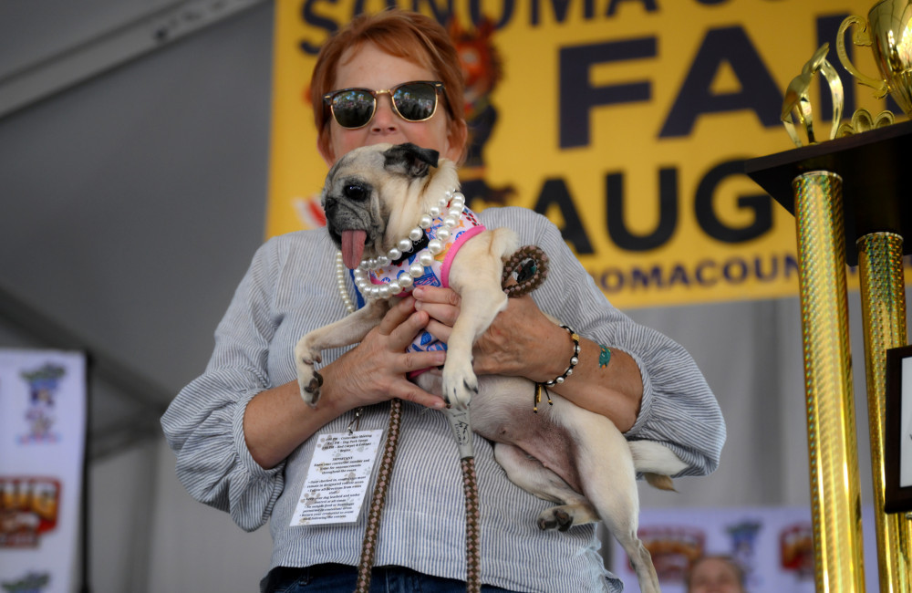 Pug crowned world's ugliest dog