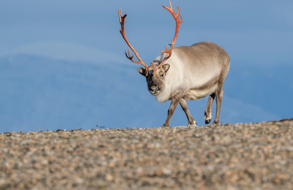 Deer antlers could mend broken bones