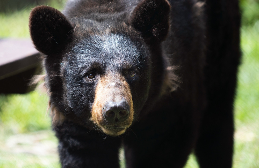 Bear dies trapped inside car