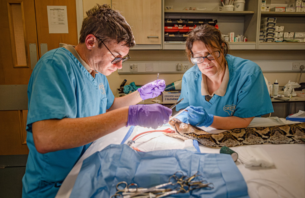 Jodie Foster becomes first snake to receive pioneering cancer treatment typically used on humans