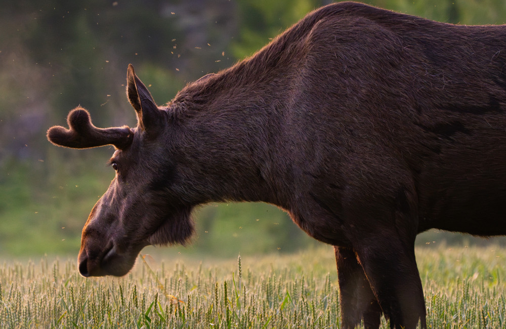 Woman blasts charging moose with bear spray
