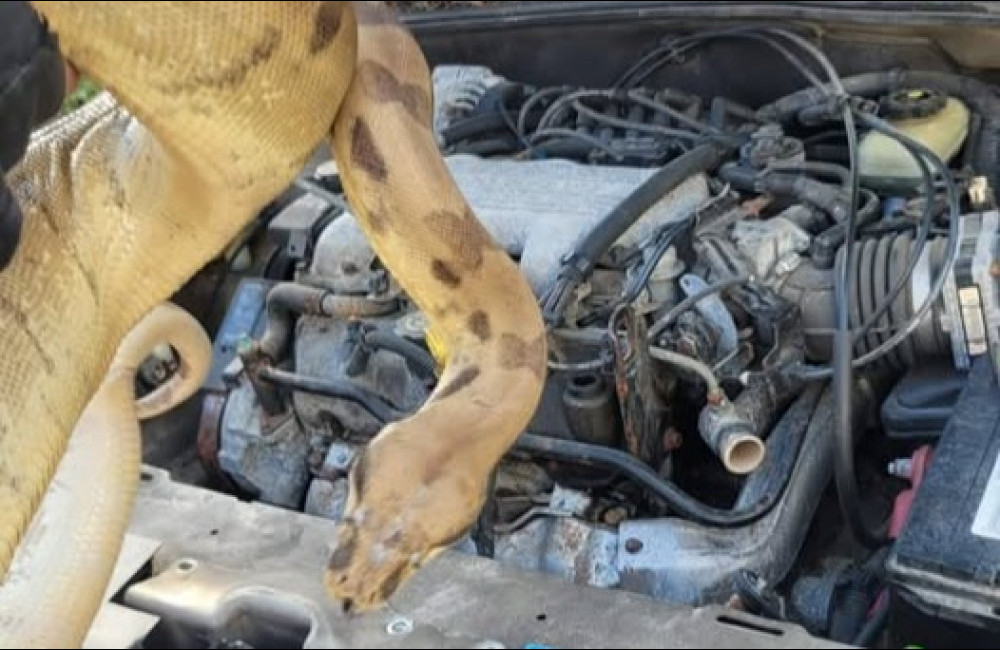 Family finds four-foot snake in car engine