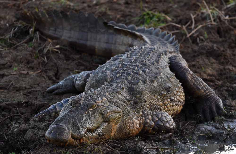 Man arrested over AI generated crocodile